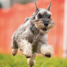 Miniature Schnauzers from Aurora Miniature Schnauzers