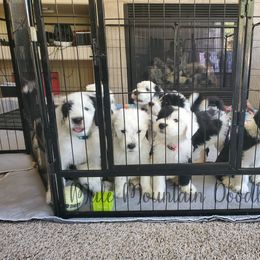 Double Doodle, Labradoodle, and Sheepadoodle Puppies from Mule Mountain Doodles