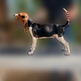 Brown - Tri-colored male Treeing Walker Coonhound puppy in Branford, Florida from Janis Hunter