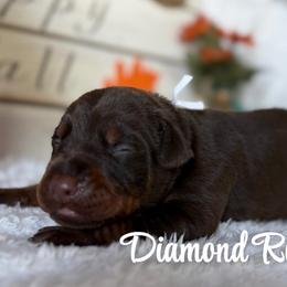 White collar - Red and rust female Doberman Pinscher puppy in Winamac, Indiana from DIAMOND RIDGE DOBERMANS