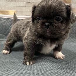 Full AKC Blue Sleeve Girl - Gray female Pekingese puppy in Hustontown, Pennsylvania from Triple I Pekes