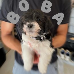 Havanese Puppies from Havanese Puppies of the Northshore