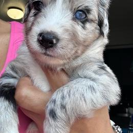 Nova - Blue merle female Miniature Australian Shepherd puppy in Town 'N' Country, Florida from House of Miniature Aussies
