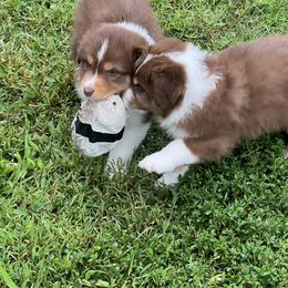 Australian Shepherd Puppies from Gold Hill Aussies