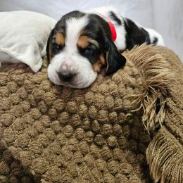Bubble Trouble - Black brown and white male Basset Hound puppy in Lone Jack, Missouri from Wee Little Bassets