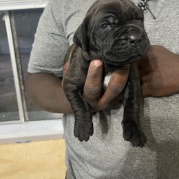 Cane Corso Puppies from Double C Cane Corso Kennel