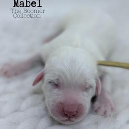 Mabel - Yellow Collar - White female Great Pyrenees puppy in San Marcos, California from Faith Family Freedom Farm