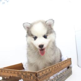 Jeff - Gray and white male Pomsky puppy in Murfreesboro, Tennessee from Middle Tennessee Pomskies