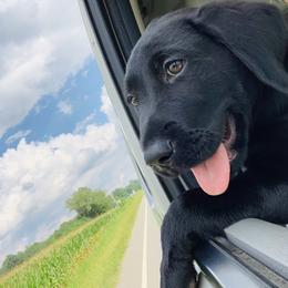 Labrador Retriever Puppies from Archer Lodge Labradors