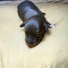 S'mores - Chocolate and tan male Dachshund puppy in Cave City, Kentucky from Mammoth Cave Dachshunds