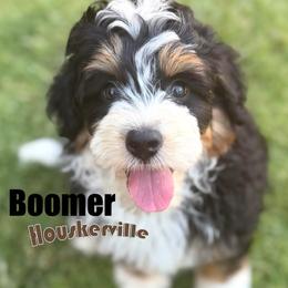Boomer - Tri-color male Bernedoodle puppy in Wickenburg, Arizona from Houskerville Doodles