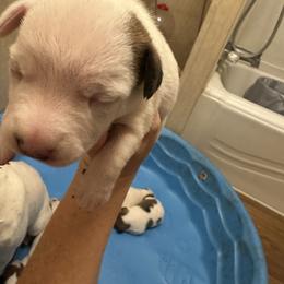 K Girl 2 - Brown and white female Jack Russell Terrier puppy in Maysville, Oklahoma from MO’s Jack Russells