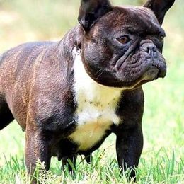 Boston Terriers and French Bulldogs from LEBulldogs