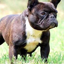 Boston Terriers and French Bulldogs from LEBulldogs