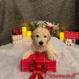 Bernedoodle, Goldendoodle, and Sheepadoodle Puppies from Golden-Doods and Company