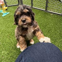 Port - Merle male Cockapoo puppy in Williamston, South Carolina from Sassy Bob’s Dogs