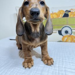 Lussi - Red female Dachshund puppy in Bala Cynwyd, Pennsylvania from Hotdawgz Standard AKC Dachshunds