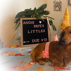 Andie Faye - Dachshund