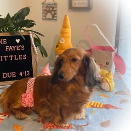 Andie Faye - Dachshund