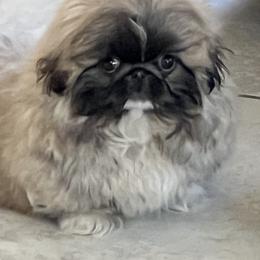 Boy 1 - Fawn sable male Pekingese puppy in Liberty County, Montana from The Faraway Place Pekingese