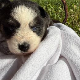 Tito - Black and white male Pomsky puppy in Wisconsin from Summer's Pomskies
