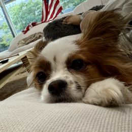 Papillon All Grown Up from PapillonPups