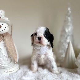 Girl 2 - Black and white female Cocker Spaniel puppy in California from Archangel Cockers
