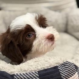 Reef - Chocolate male Australian Labradoodle puppy in Nashville, Tennessee from SF Australian Labradoodles