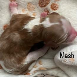 Nash - Tri-color male Cavapoo puppy in Cedar City, Utah from Pearson's Poodles