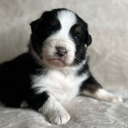 Australian Shepherds from Montanna Sage LLC