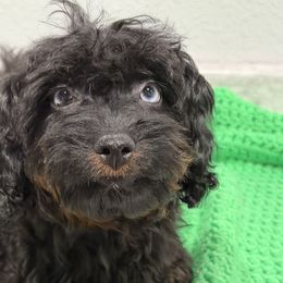 Milly - Black phantom female Aussiedoodle puppy in Winnsboro, Texas from Happy Hollow Ranch