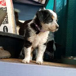 Ryuka - Tri-color female Border Collie puppy in Albuquerque, New Mexico from Noko's dogs