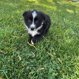 Milo - Black & white male Miniature Australian Shepherd puppy in Las Vegas, Nevada from Marii's Aussies