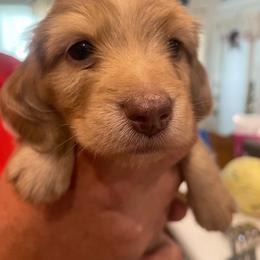 Daisy - Chocolate female Dachshund puppy in Mountain Home, Idaho from Desert Wind Dachshunds