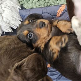 Dachshund Puppies from Collier Dachshunds