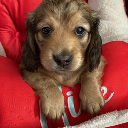 Dachshund Puppies from Jantera Mini Longhair Dachshunds