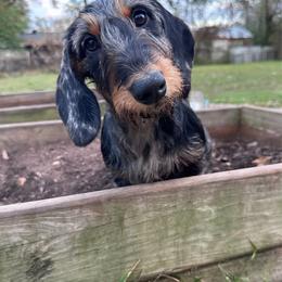Queenie - Dachshund