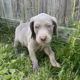 Weimaraners from georgous weimaraner's and other pure breds