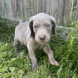 Weimaraners from georgous weimaraner's and other pure breds