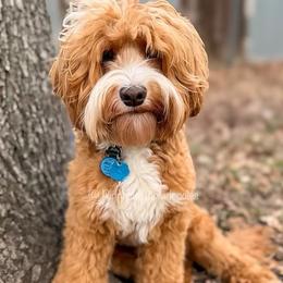 Archie - Australian Labradoodle