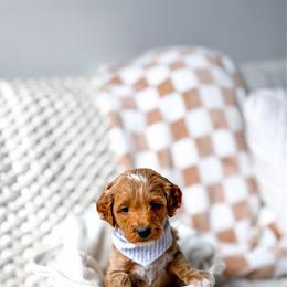 Enzo - Red  male Goldendoodle puppy in Springville, Utah from Happy Doodle