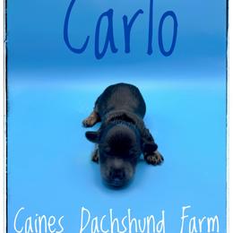 Carlo - Black and cream male Dachshund puppy in Cincinnati, Ohio from Caines Dachshund Farm