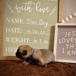 Boy 1 - Pug puppy in Live Oak, Florida from Heartstring Pugs