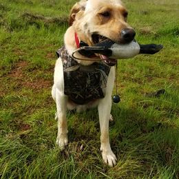 Labrador Retrievers from Brazil’s Elite Labradors