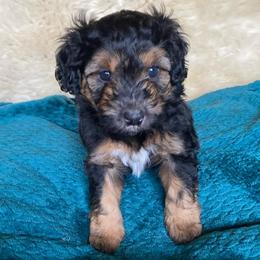 Takis - female Australian Mountain Doodle puppy in Port Orchard, Washington from Yukon Harbor Doodles