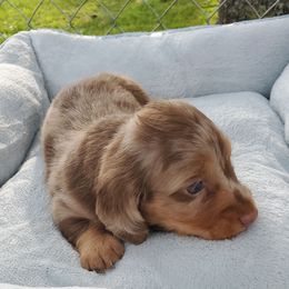 Dachshund Puppies from Chelisa Crabtree
