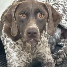 Raine - German Shorthaired Pointer
