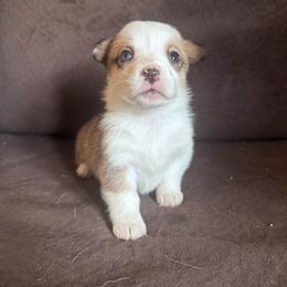 Starlight - Red female Pembroke Welsh Corgi puppy in Royston, Georgia from A&M K9’s