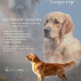 Gregory - Golden Retriever