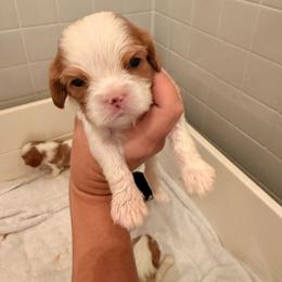 Frankie - Blenheim male Cavalier King Charles Spaniel puppy in North Carolina from Waggin Tails